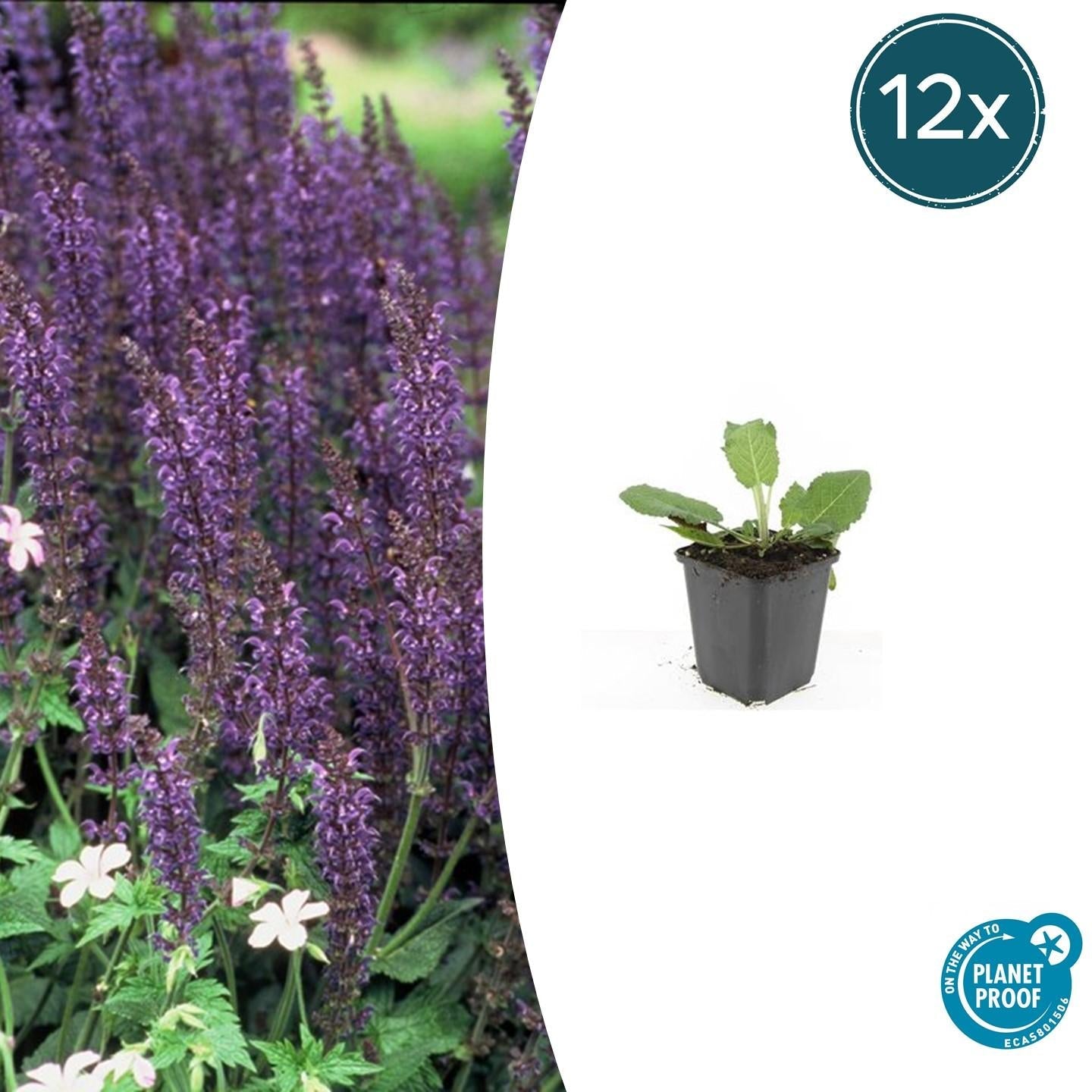 Blüten-Salbei Salvia nemorosa 'Mainacht' – ↕10-25cm – Ø9cm – 12 Pflanzen – Bienenfreundlich – Blau – Pflegeleicht – Sonniger Standort