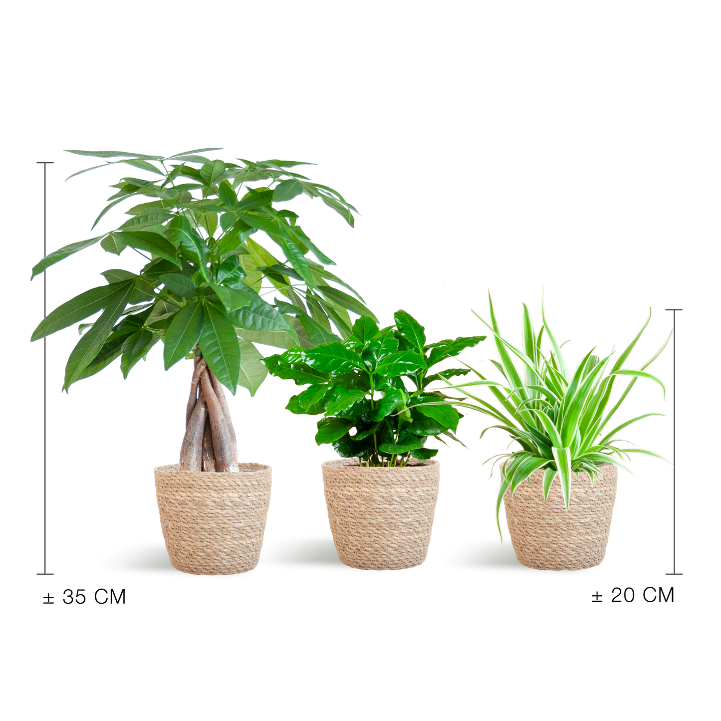 Tierfreundlicher Pflanzenkasten – Zimmerpflanzen-Mix – 3 grüne Pflanzen – Ø12 cm – Korb Sofia Natur – ungiftig für Katzen, Hunde & Kinder