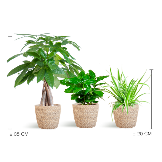 Tierfreundlicher Pflanzenkasten – Zimmerpflanzen-Mix – 3 grüne Pflanzen – Ø12 cm – Korb Sofia Natur – ungiftig für Katzen, Hunde & Kinder