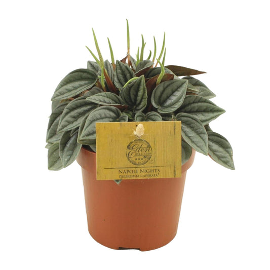Peperomia Napoli Nights – Zimmerpflanze – Ø10,5cm – ca. 15cm hoch – Pflegeleichte, luftreinigende Sukkulente – Für Wohnung & Büro