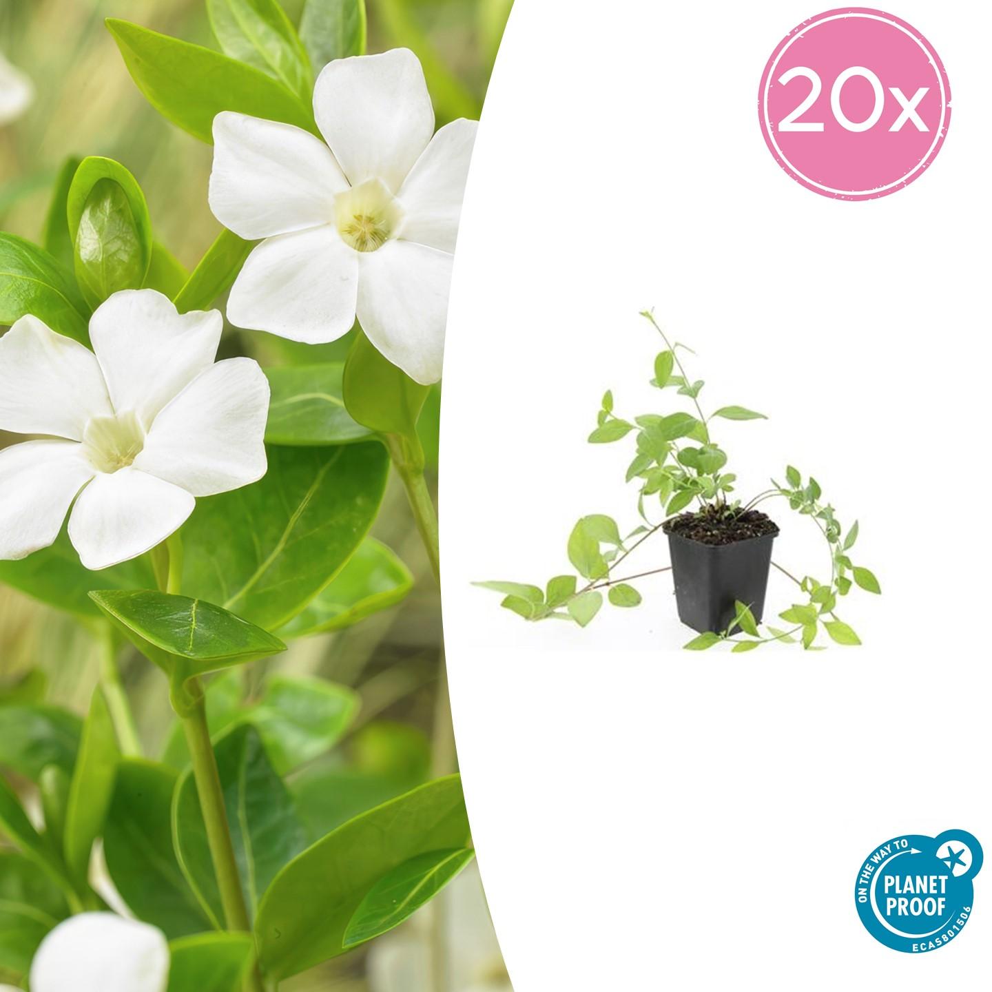 Vinca major 'Alba' – Großblättriges Immergrün – 20 Pflanzen – Ø9cm – ↕10–25cm – Weißblühender Bodendecker – Immergrün & Pflegeleicht – Für Schatten & Halbschatten