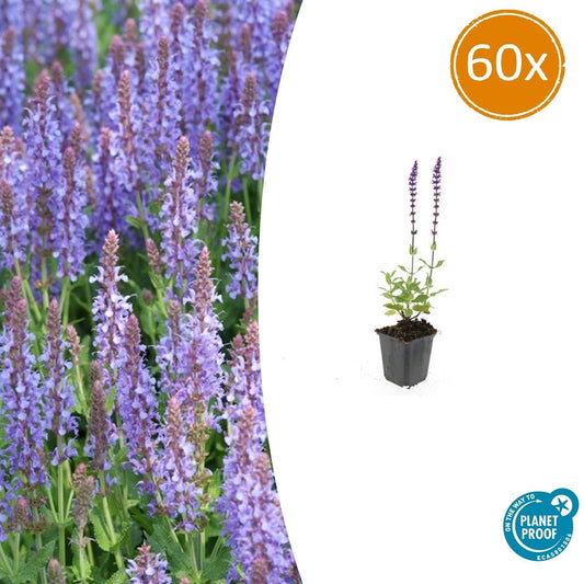 Blüten-Salbei Salvia nemorosa 'Caradonna' – ↕10-25cm – Ø9cm – 60 Pflanzen – Staude mit violetten Blütenkerzen & dunklen Stängeln – Bienenfreundlich, trockenheitstolerant & pflegeleicht