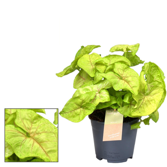 Syngonium Golden 'Feel Green' – Zimmerpflanze – Ø14cm – ↕30cm – Pfeilblatt mit goldgrünem Laub – Pflegeleicht & dekorativ – Für helle Innenräume