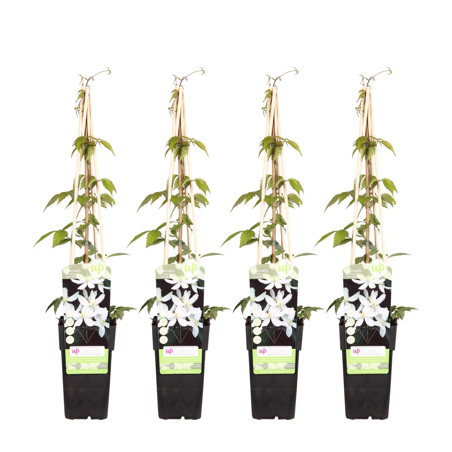 Waldrebe - Clematis Montana 'Grandiflora' – 4 Pflanzen - Winterharte Kletterpflanze mit weißen, duftenden Blüten – Ø15 cm Topf – Ca. 65 cm hoch – Perfekt für Pergolen, Zäune & Wände