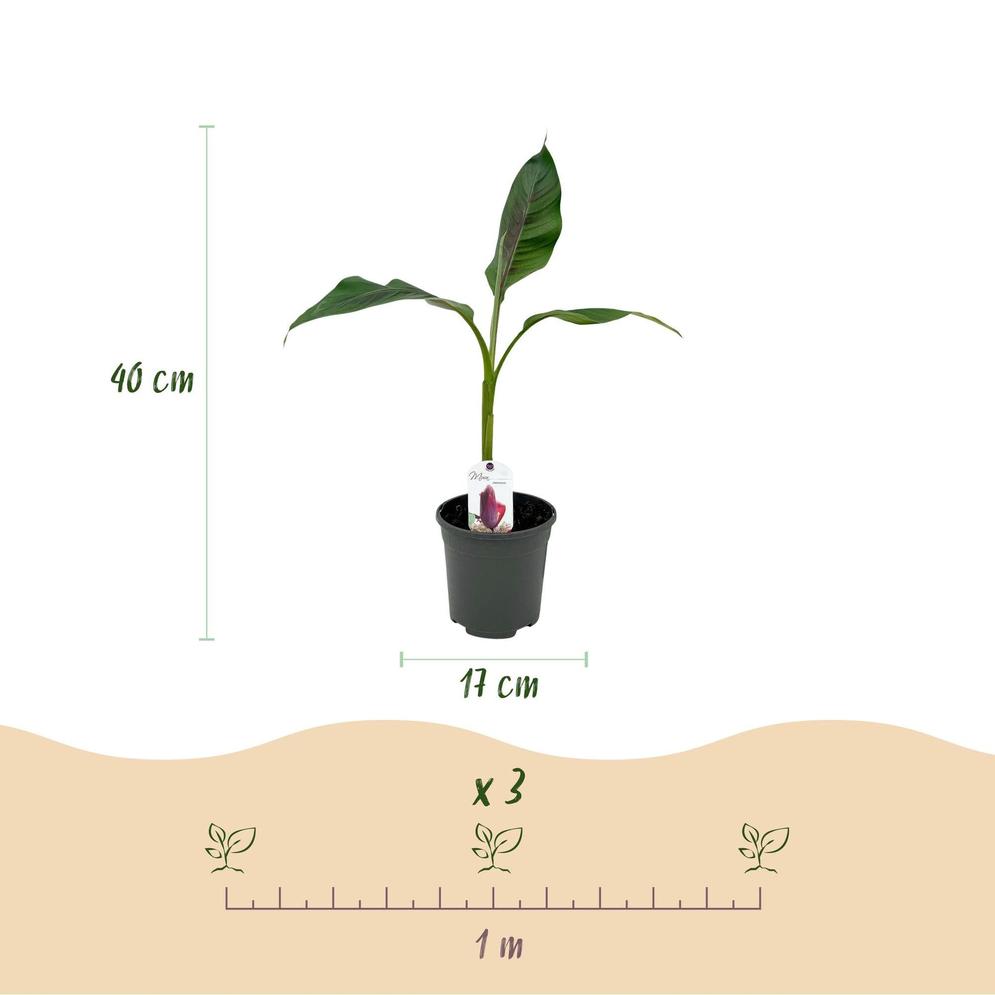 Bananenpflanze Musa sikkimensis Red Tiger – Winterhart – 4 Pflanzen – Ø17 cm – Höhe ca. 40 cm – Exotisches Flair für Garten & Terrasse