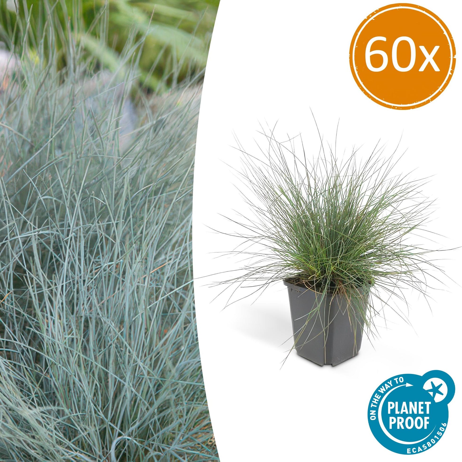 Blau-Schwingel – Festuca glauca 'Elijah Blue' – ↑10-25cm – Ø9cm – 60 Pflanzen – Blau-graues Ziergras, pflegeleicht & ganzjährig attraktiv – Steingarten- und Beetpflanze