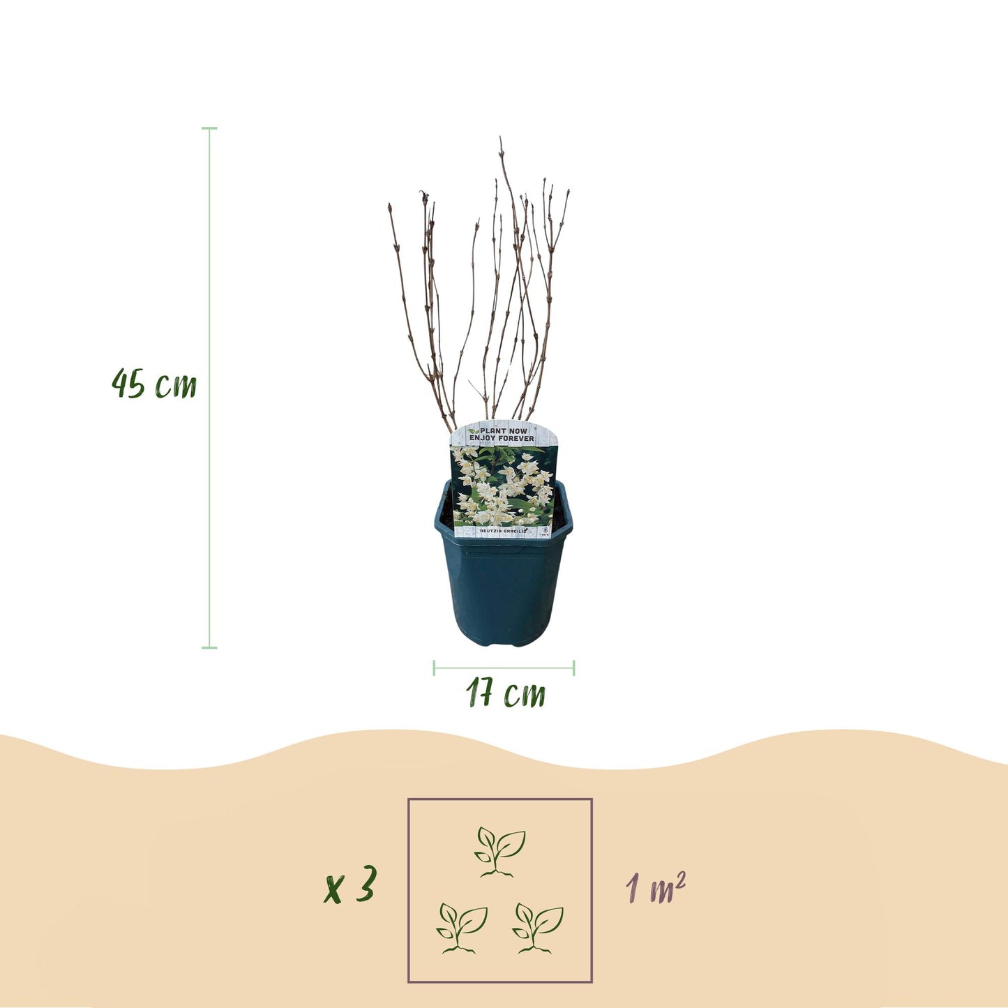 Zierliche Deutzie - Deutzia Gracilis - Blüte Weiß - Strauch - Laubabwerfend - Wenig Pflege - Topf 17cm Höhe 45cm