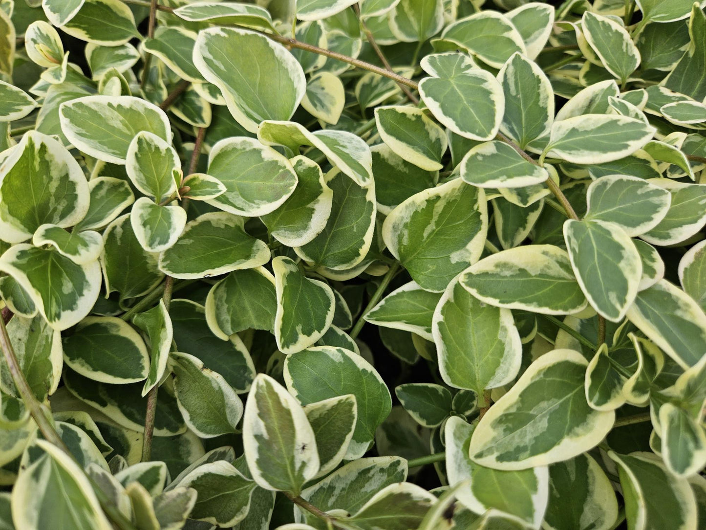 Kleines Immergrün Vinca major 'Variegata' – ↕10-25cm – Ø9cm – 60 Pflanzen – Immergrüner Bodendecker – Violette Blüten – Pflegeleicht