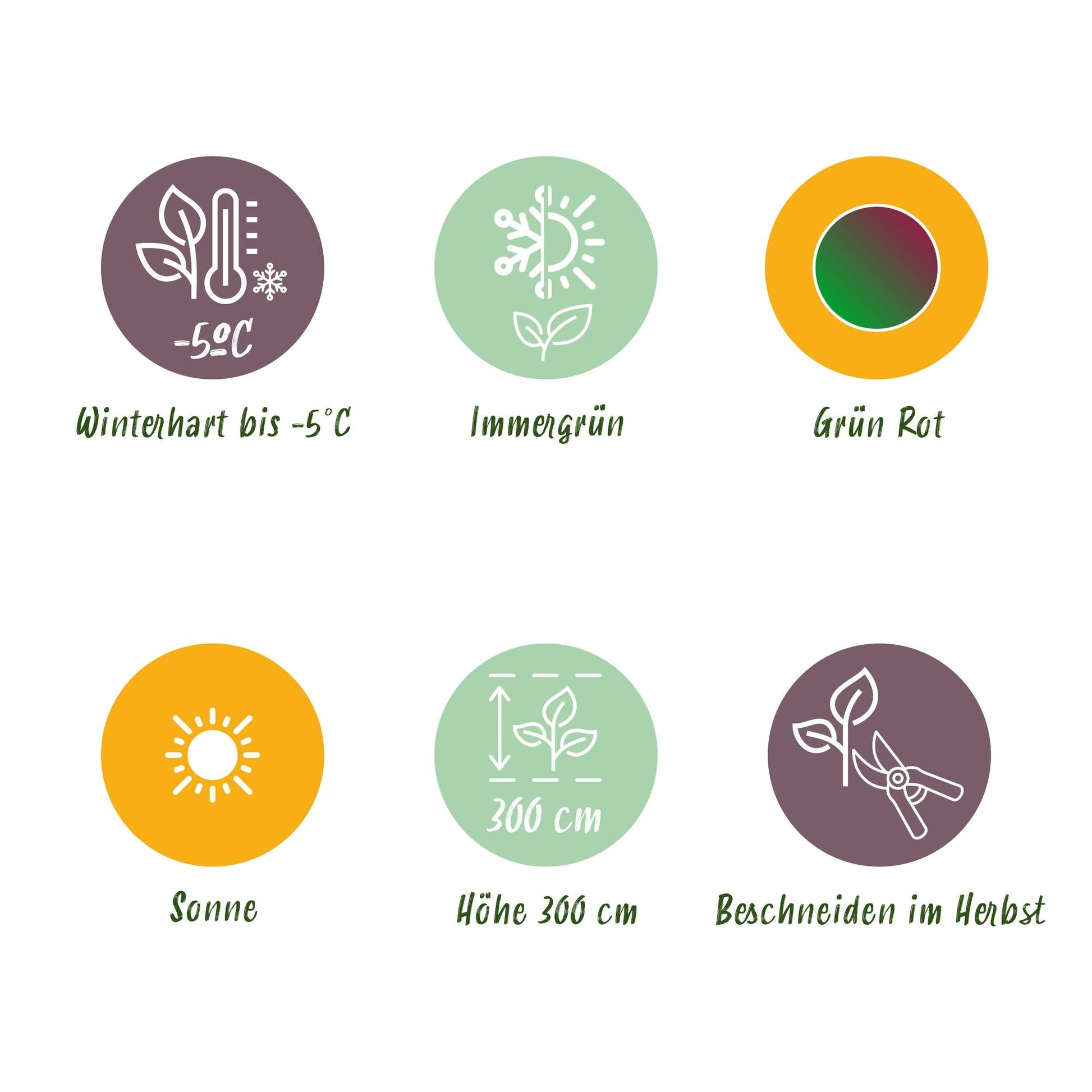 Bananenpflanze Musa sikkimensis Red Tiger – 2 Pflanzen – Winterhart – Obstpflanze – Ø17 cm, Höhe ca. 40 cm – Exotische Gartenbanane mit auffälligen rot-grünen Blättern