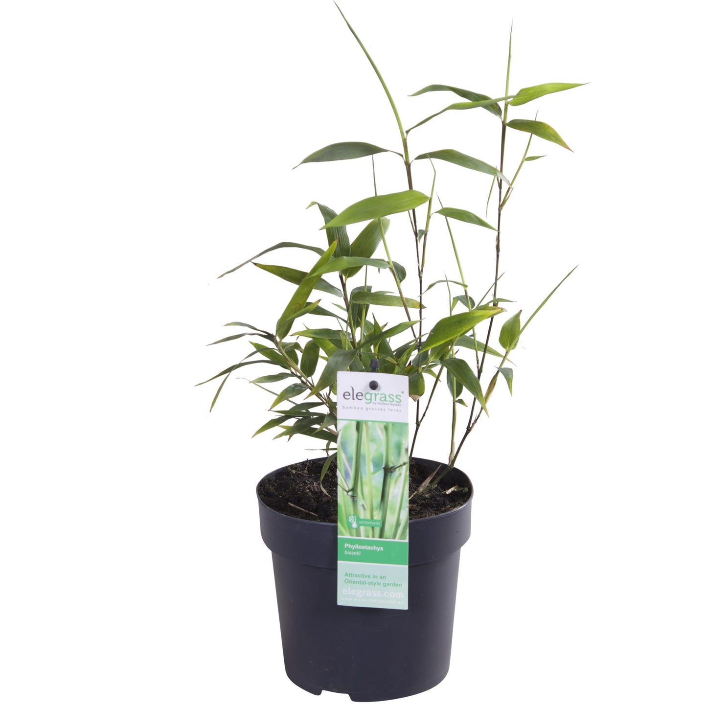 Bisset-Bambus - Phyllostachys 'Bissetii' - Ø14cm - ↕40cm