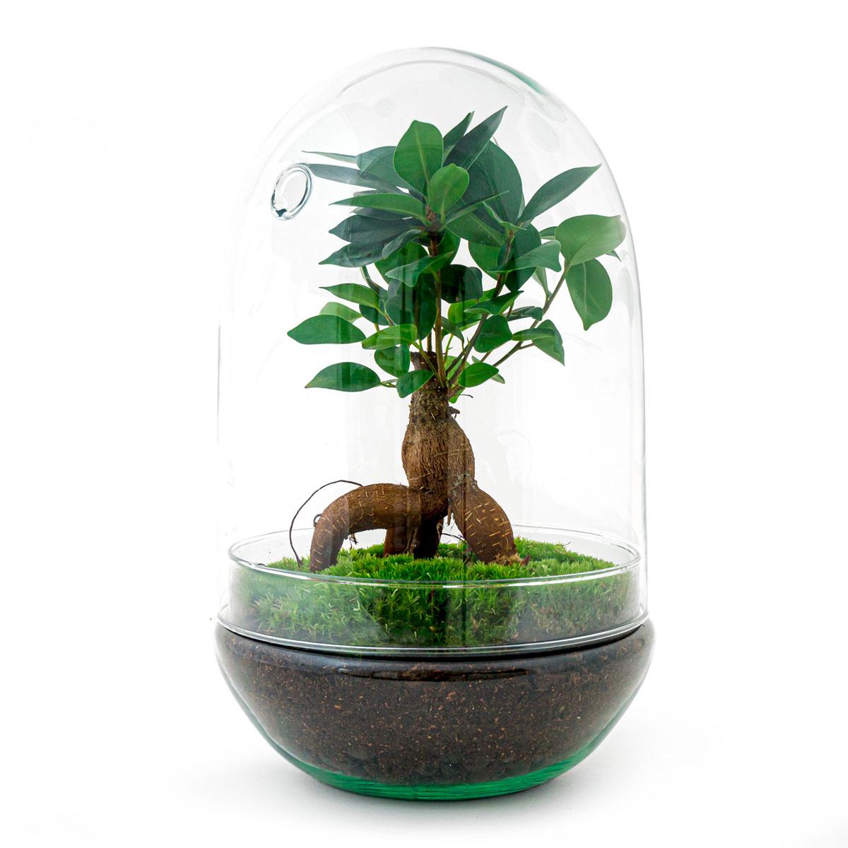 Flaschengarten - DIY Bausatz - Terrarium - Egg XL Bonsai - ↕ 30 cm
