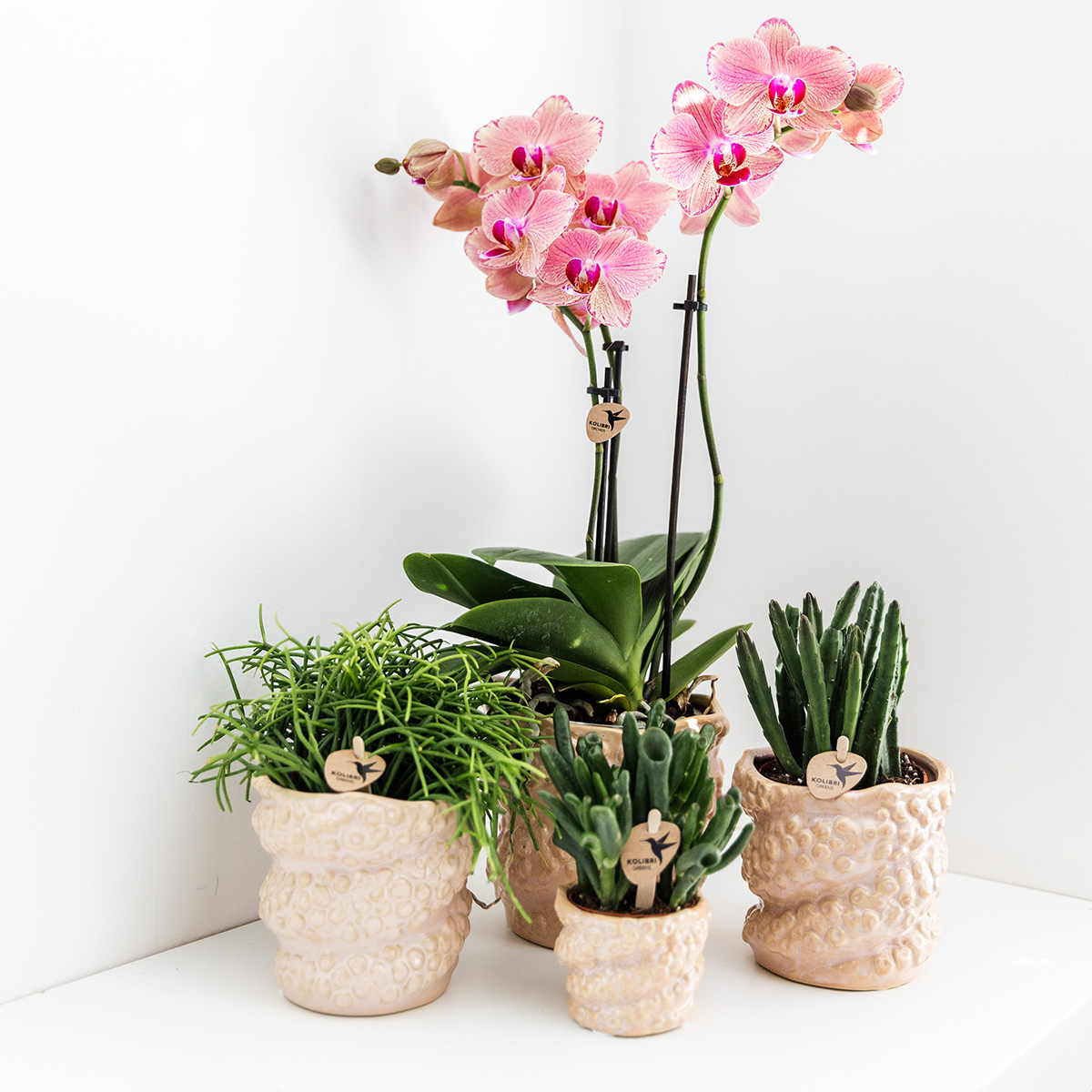 Phalaenopsis Orchidee Pirate Picotee – 2 Pflanzen - Blühende Zimmerpflanze Ø12cm – Orange-Rosa Farbverlauf – Frisch vom Züchter – Eleganter Blickfang fürs Zuhause