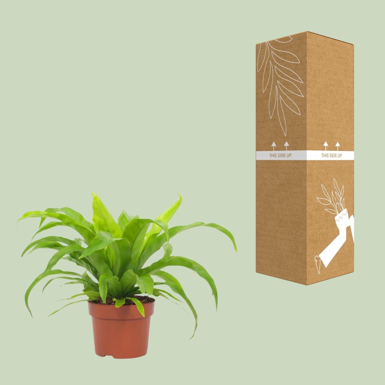 Milzfarn – Asplenium Antiquum – Zimmerpflanze – Ø12 cm – ca. 19 cm hoch – Pflegeleichter Streifenfarn für schattige Plätze