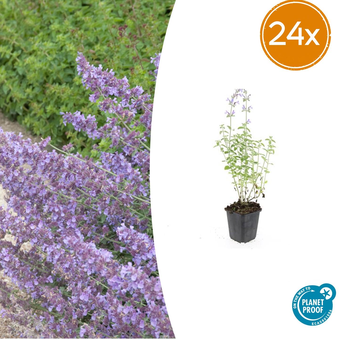 Nepeta 'Walker's Low' – 24 Pflanzen – ↕10-25cm – Ø9cm – Lavendelblaues Duftgras – Bienenfreundlich & Pflegeleicht
