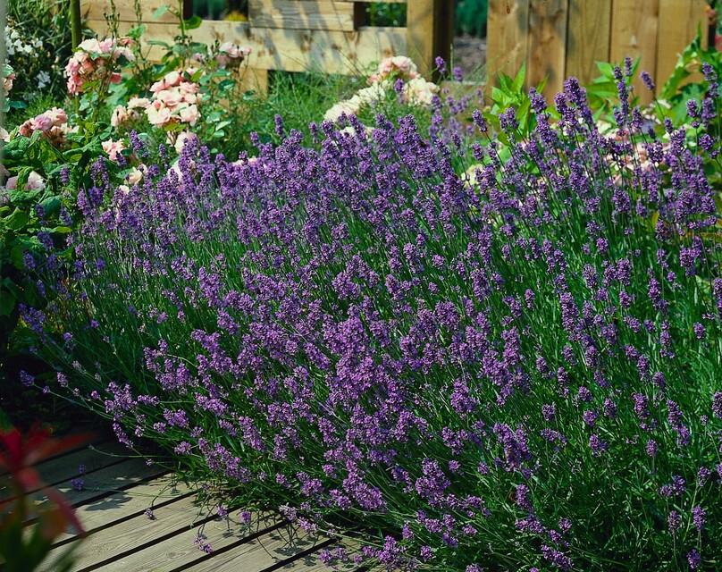 Lavendel Lavandula angustifolia 'Munstead' – ↕10-25cm – Ø9cm – 6 Pflanzen – Kompakter Duft-Lavendel, Tiefviolette Blüten, Bienenfreundlich, Winterhart, Pflegeleicht