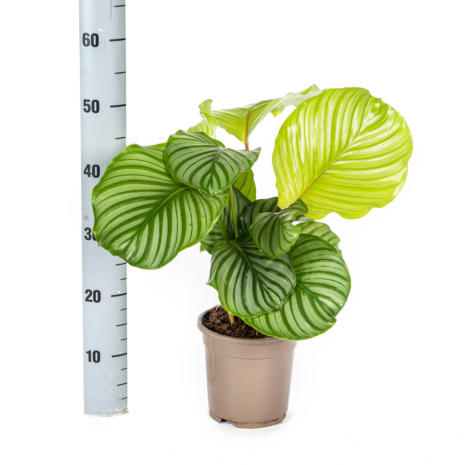 Korbmarante Calathea Orbifolia – Ø17 cm – ca. 40–50 cm hoch – Zimmerpflanze mit großen, silbrig-grünen Blättern – Für Wohnzimmer & Büro