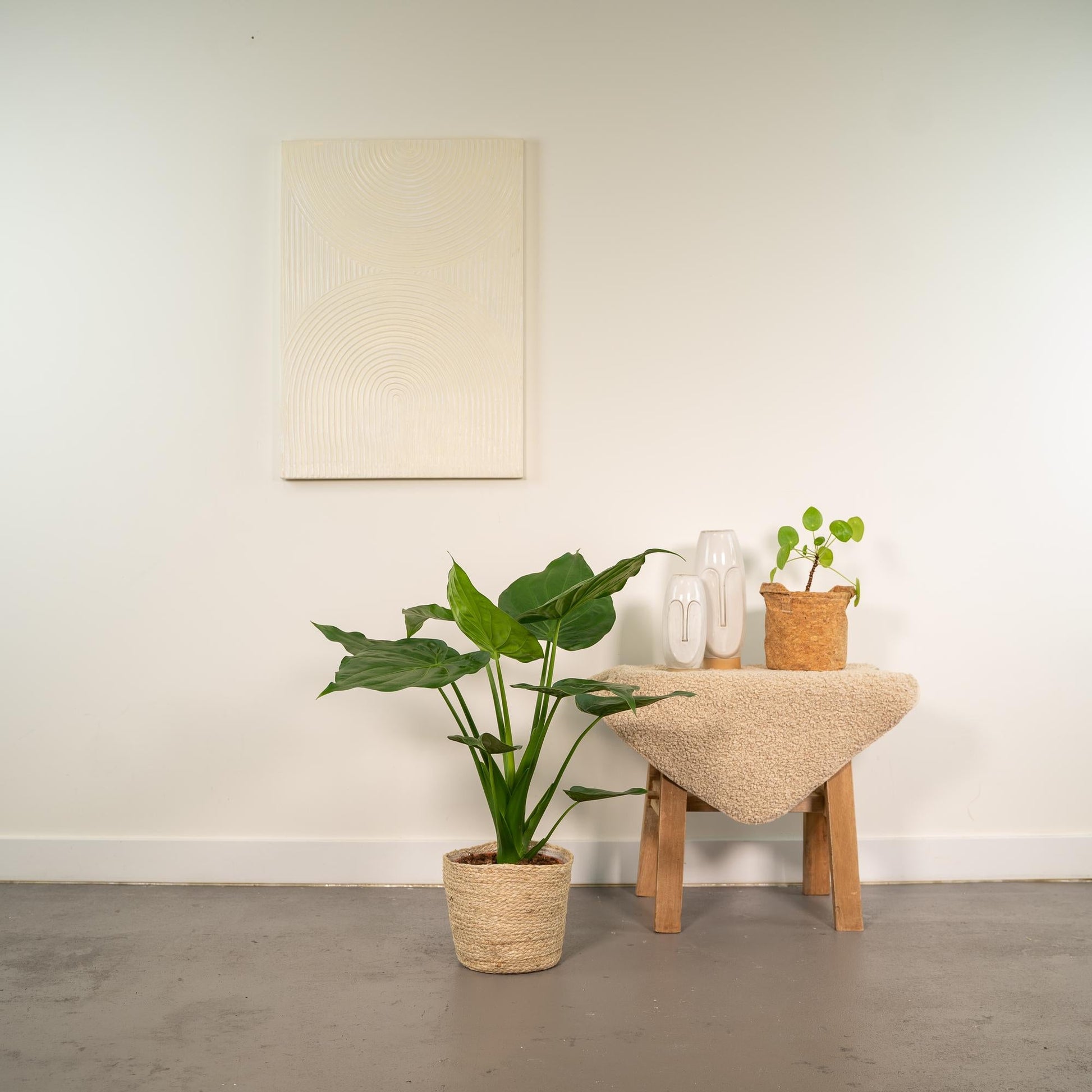 Alocasia Cucullata – Pfeilblatt – Zimmerpflanze – Ø19 cm – ↕65 cm – Mit Korb Selin – Elefantenohr – Luftreinigend – Tropisches Flair