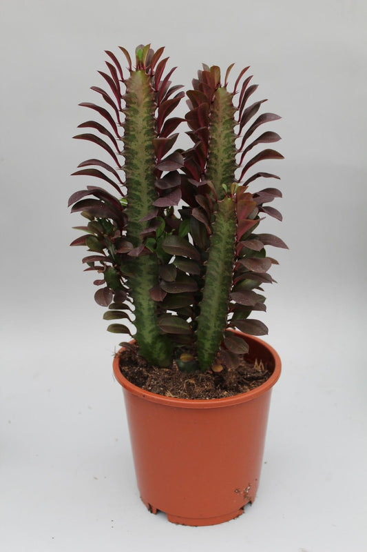 Euphorbia Trigona Rubra – Wolfsmilch – Zimmerpflanze – Ø12cm – ↕40cm – Rote Sukkulente – Pflegeleicht & robust – Für sonnige Innenbereiche