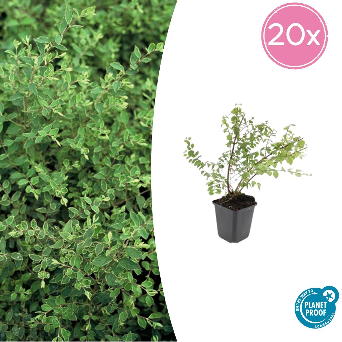 Purpurbeere 'Hancock' – Symphoricarpos chenaultii – 20 Pflanzen – Ø9cm – ↕10–25cm – Bodendecker & Zierstrauch – Weißblühend mit weißen Beeren – Pflegeleicht & Winterhar