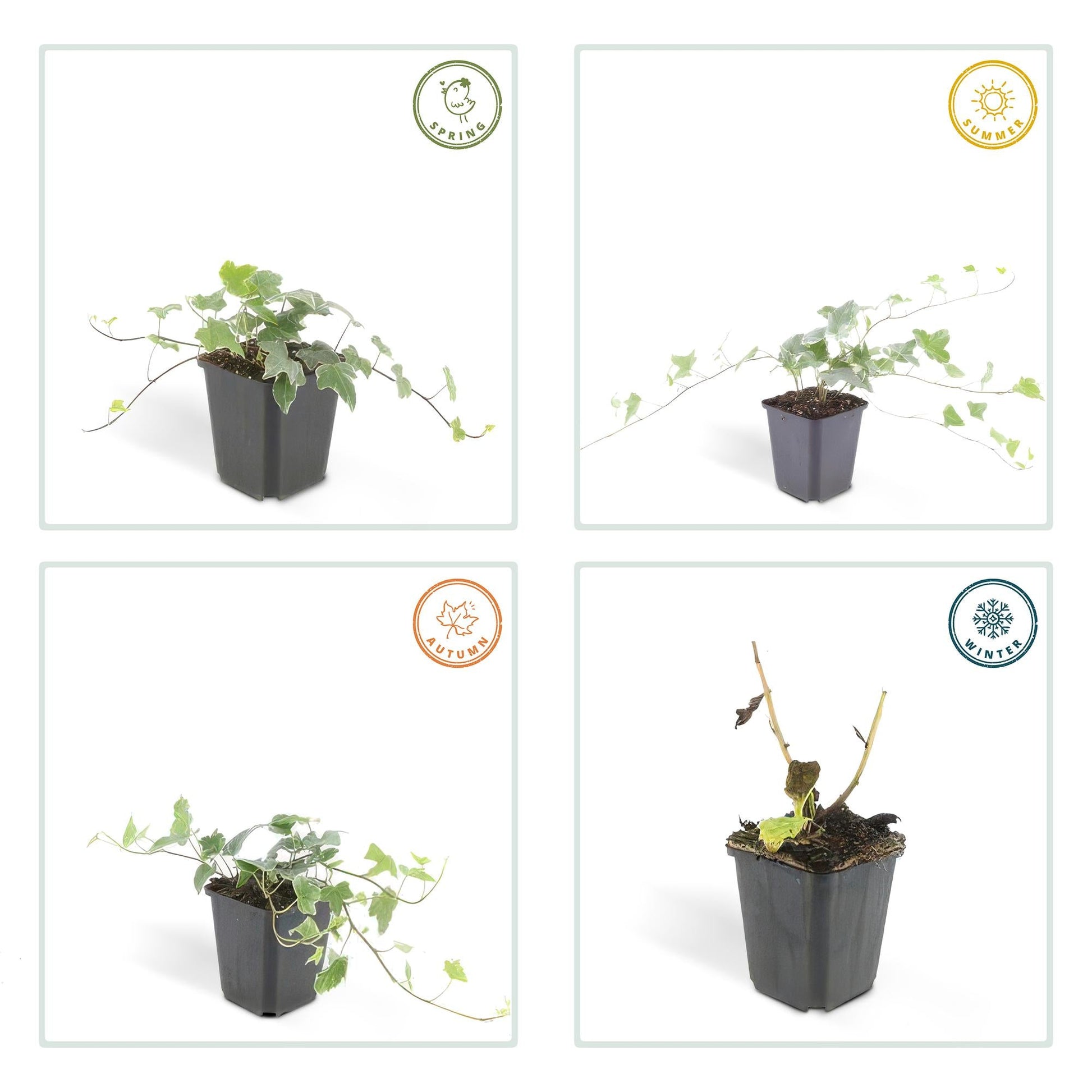 Hedera helix 'Glacier' – Bunter Efeu – 48 Pflanzen – ↕10–25cm – Ø9cm – Immergrüner Kletter- & Bodendecker – Pflegeleicht & schnittverträglich – Für Garten, Hecke & Begrünung