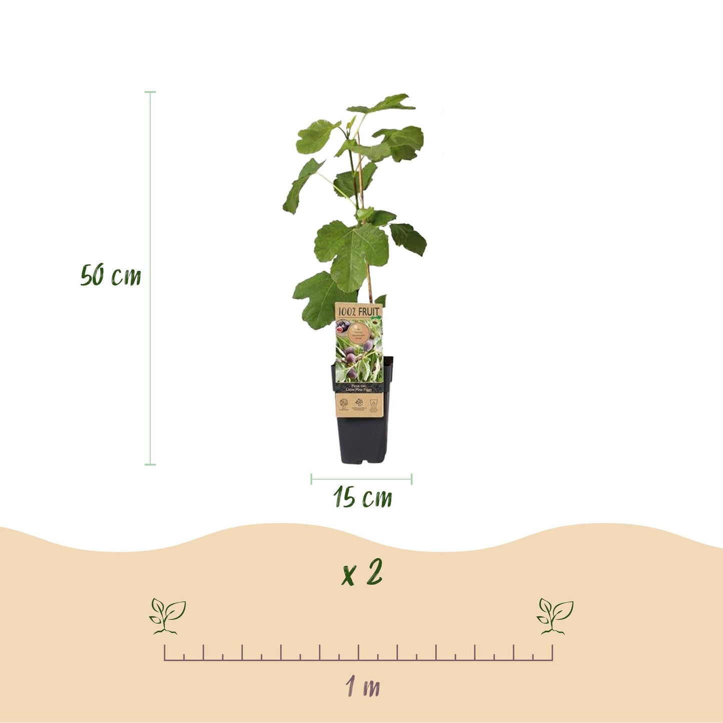 Feigenbaum - Ficus carica 'Little Miss Figgy' – 2 Pflanzen – Topf Ø15 cm – Höhe 50 cm – Rote Früchte – Kompakter Obstbaum für Garten, Balkon & Terrasse – Selbstfruchtend & pflegeleicht