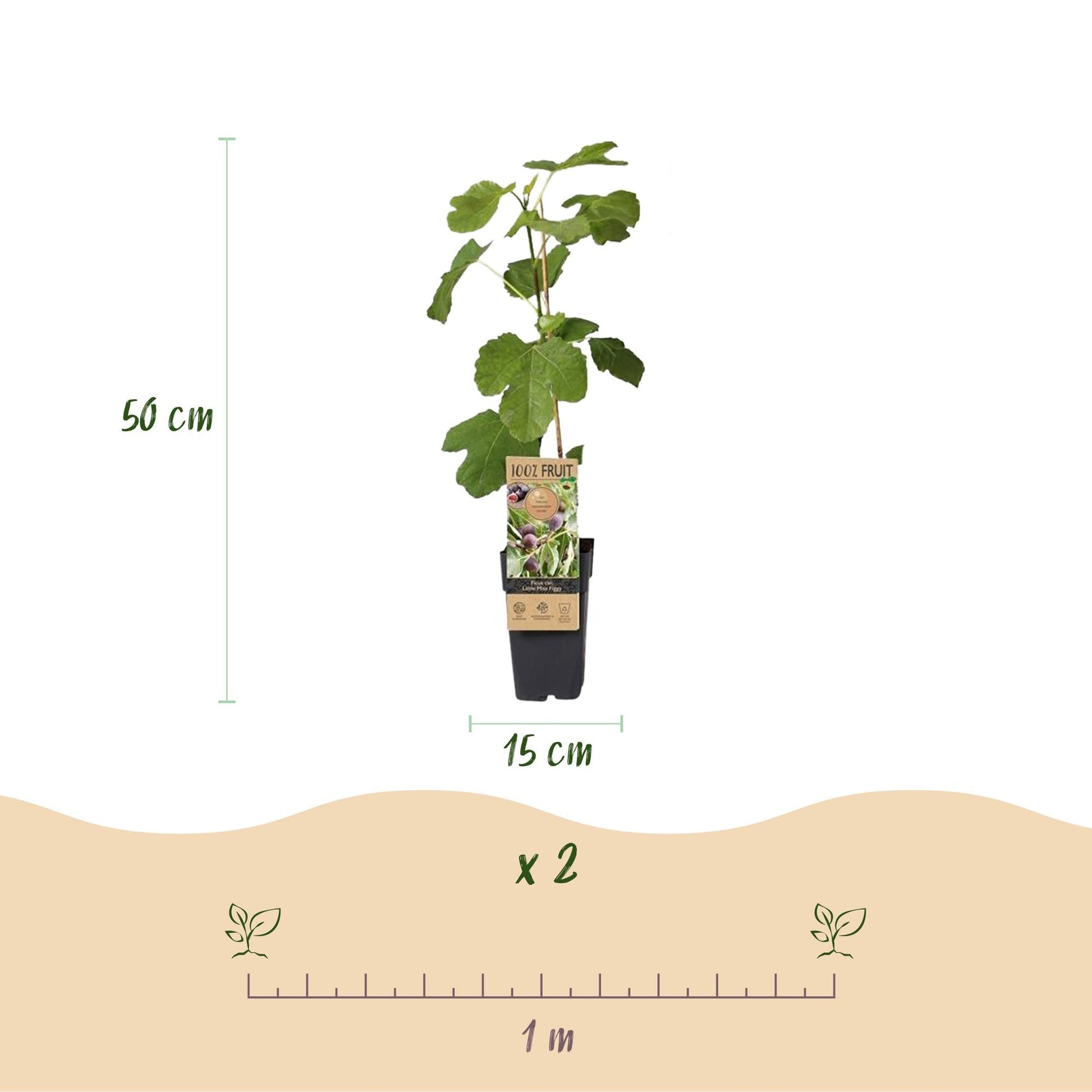 Feigenbaum - Ficus carica 'Little Miss Figgy' – 2 Pflanzen – Ø15 cm – Höhe 50 cm – Rote Früchte – Kompakter Obstbaum für Garten, Balkon & Terrasse – Selbstfruchtend & pflegeleicht