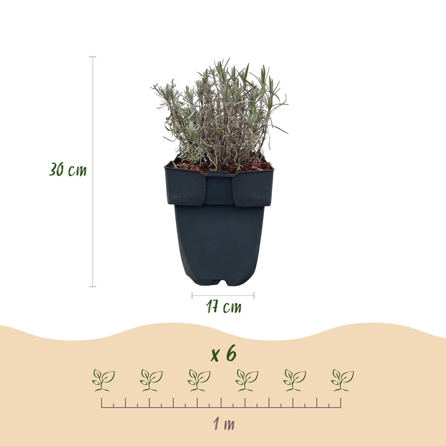 Echter Lavendel Lavandula angustifolia Hidcote – Heckenpflanze – Graues Blatt – 6 Pflanzen – 1  laufender Meter – Immergrün – 17 cm Höhe 30 cm – Duftpflanze & Bienenfreundlich