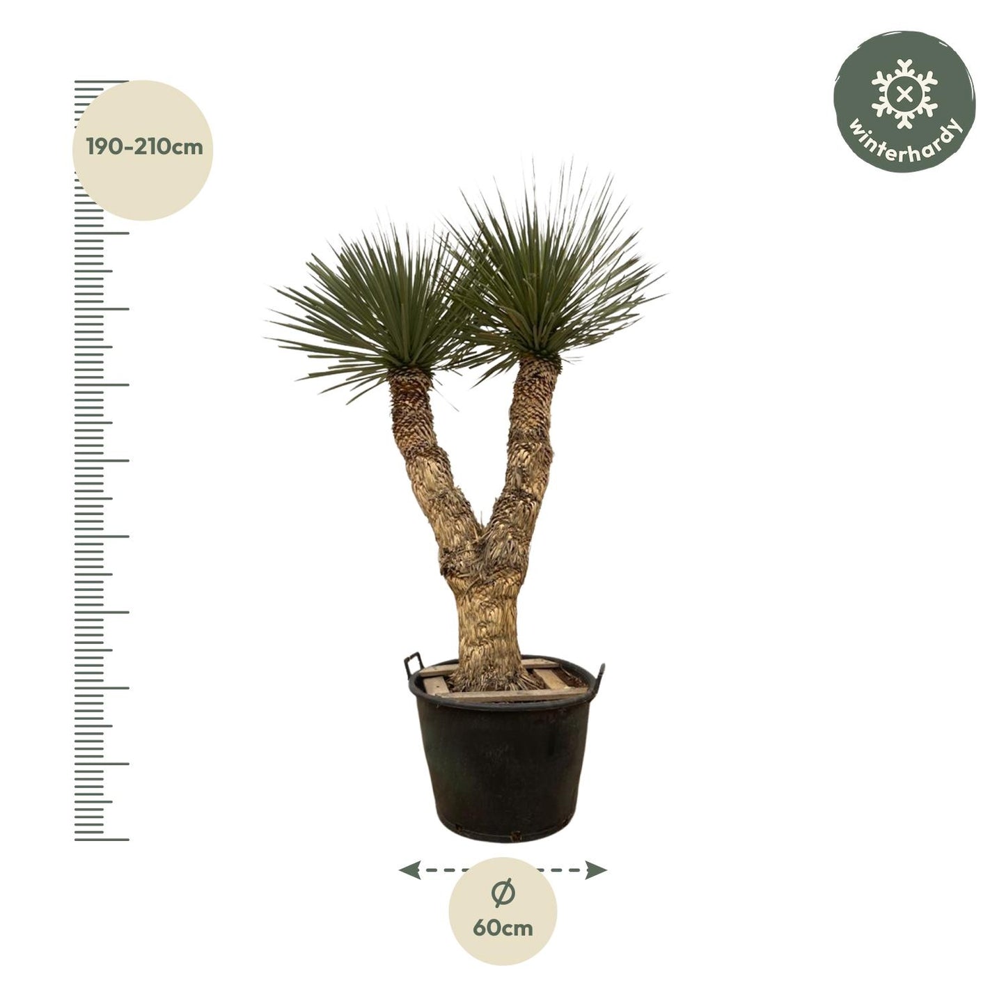Palmlilie - Yucca Rostrata Hidra - 200 cm - ø60cm
