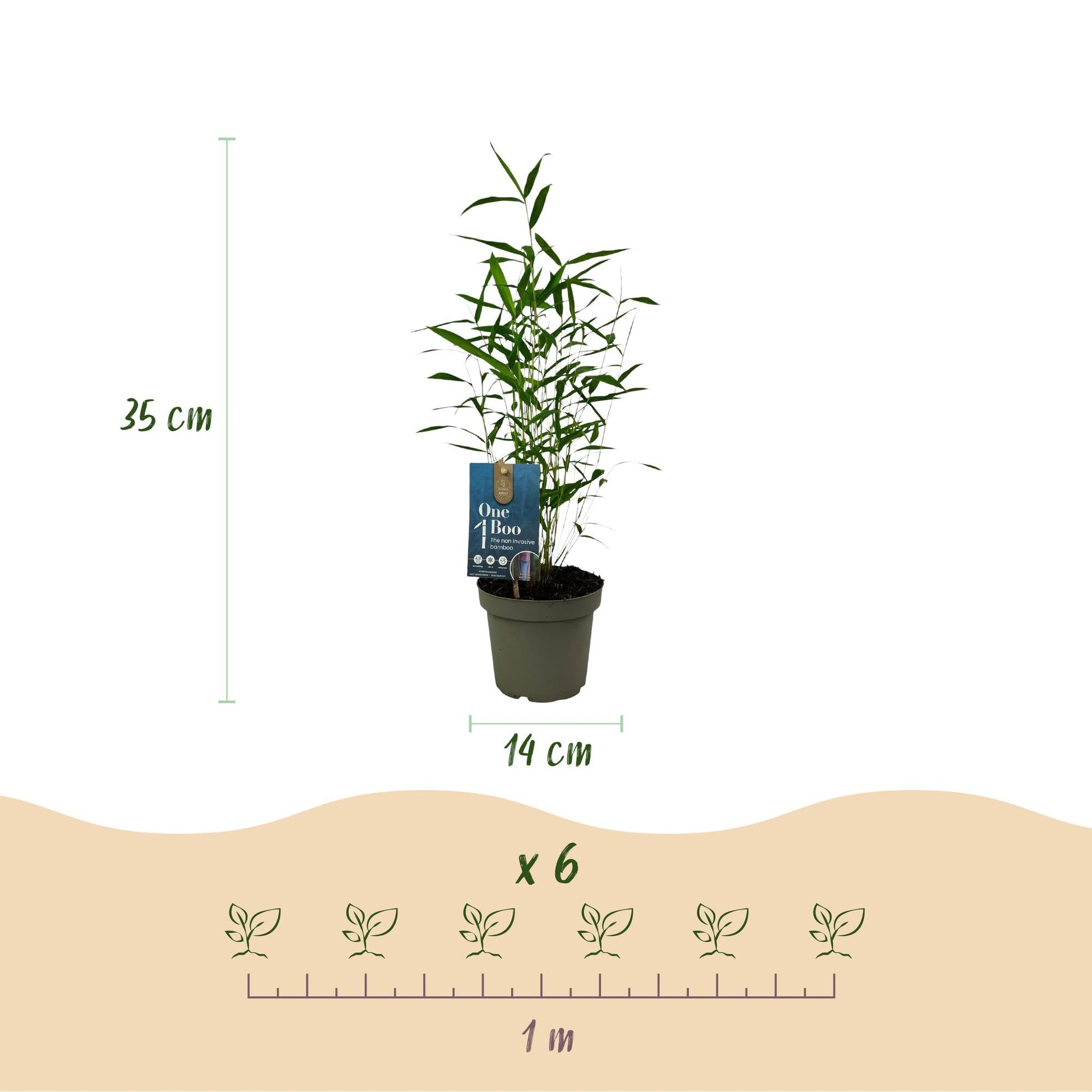 GreenboutiQ - Bambus - Fargesia Blue Dragon - Grün - 4 Pflanzen - Immergrün - Nicht Ausbreitend - Topf 14cm Höhe 35cm