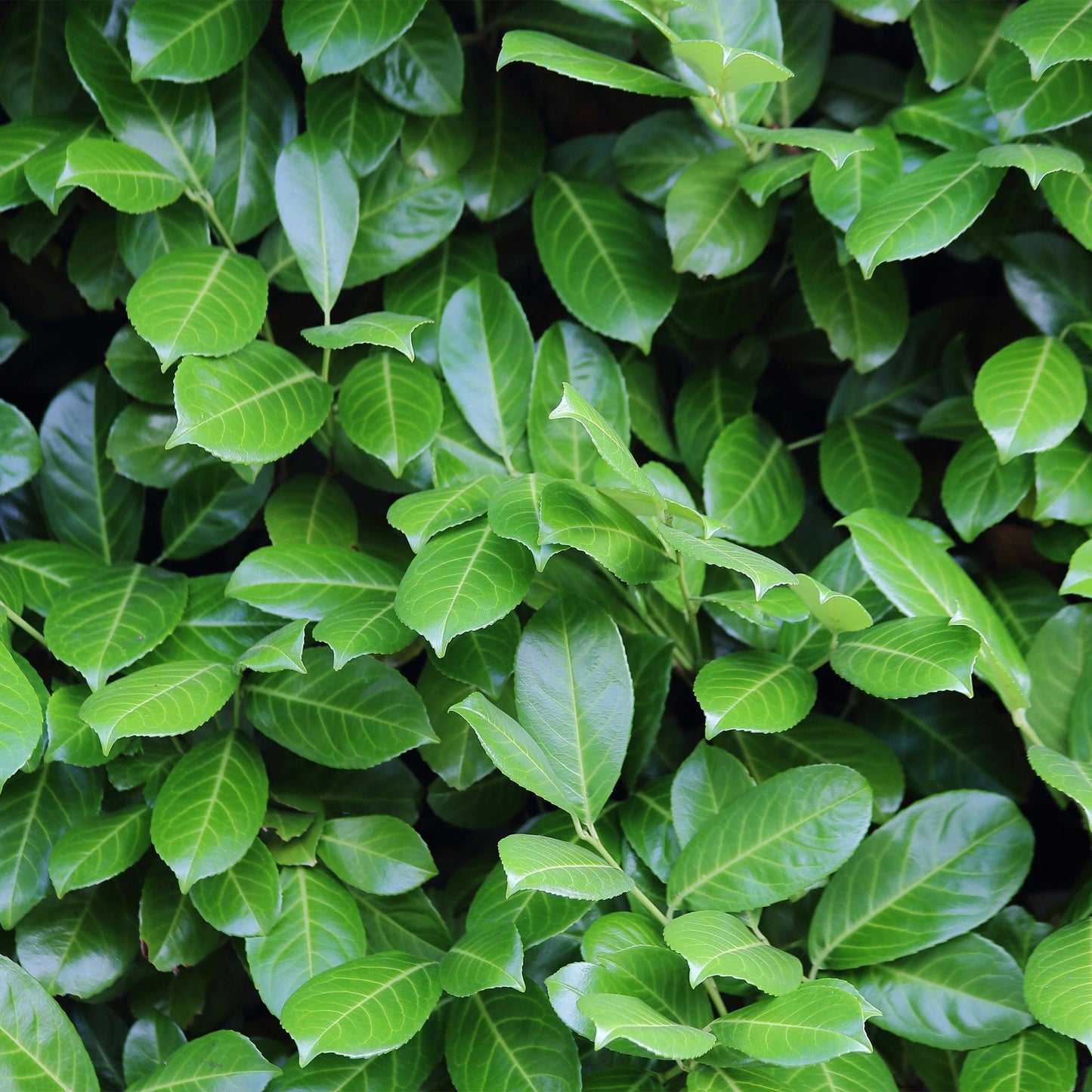 Kirschlorbeer Prunus laurocerasus Novita – Heckenpflanze – Blatt grün – 6 Pflanzen – 1 laufender Meter – Immergrün – 17 cm Höhe 50 cm – Winterhart & Pflegeleicht