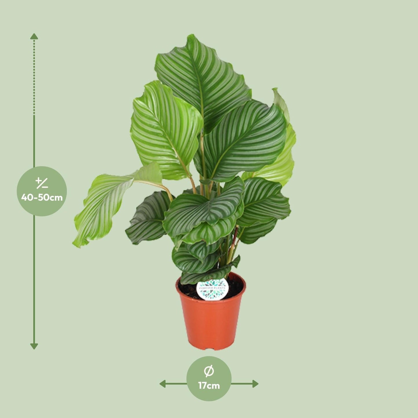 Korbmarante Calathea Orbifolia – Zimmerpflanze – Ø17cm – ↕60cm – Tropische Blattschmuckpflanze mit silbergrünen Mustern – Pflegeleicht & halbschattengeeignet