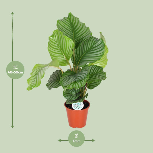 Korbmarante Calathea Orbifolia – Zimmerpflanze – Ø17cm – ↕60cm – Tropische Blattschmuckpflanze mit silbergrünen Mustern – Pflegeleicht & halbschattengeeignet