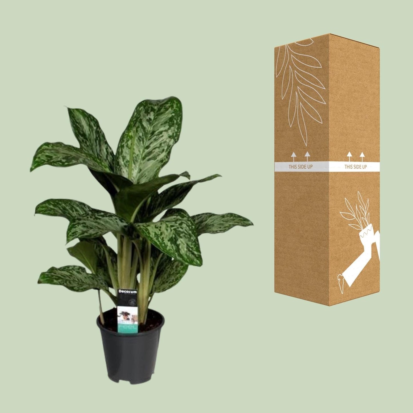 Aglaonema Greenlight – Kolbenfaden – Zimmerpflanze – Ø17cm – Höhe ca. 60cm – Pflegeleicht & luftreinigend – Für Wohnzimmer, Büro & Schlafzimmer