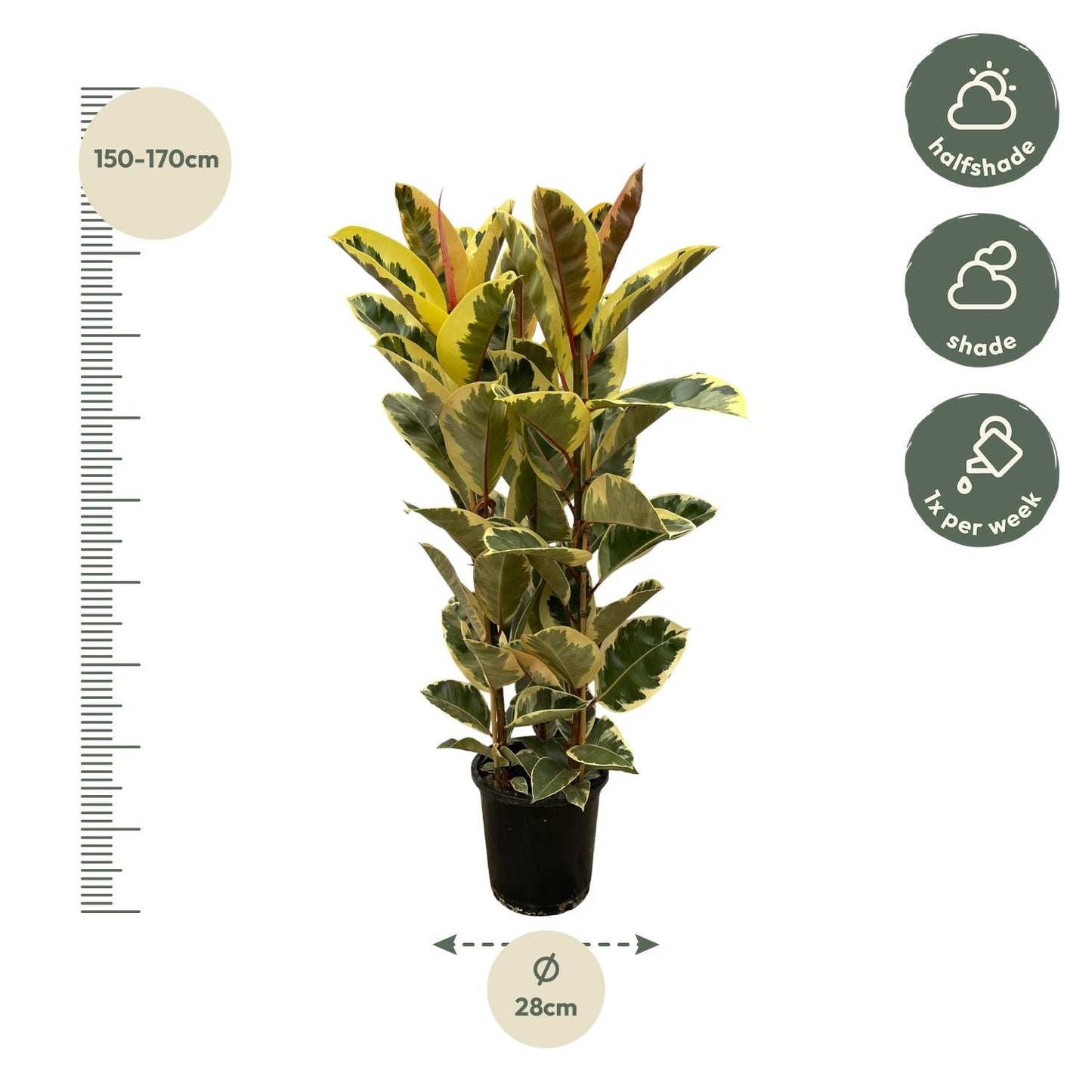 Ficus Elastica 'Tineke' – Gummibaum – Zimmerpflanze – Ø28cm – Höhe ca. 160cm – Großblättrige, pflegeleichte Pflanze – Für helle Innenräume & Büros