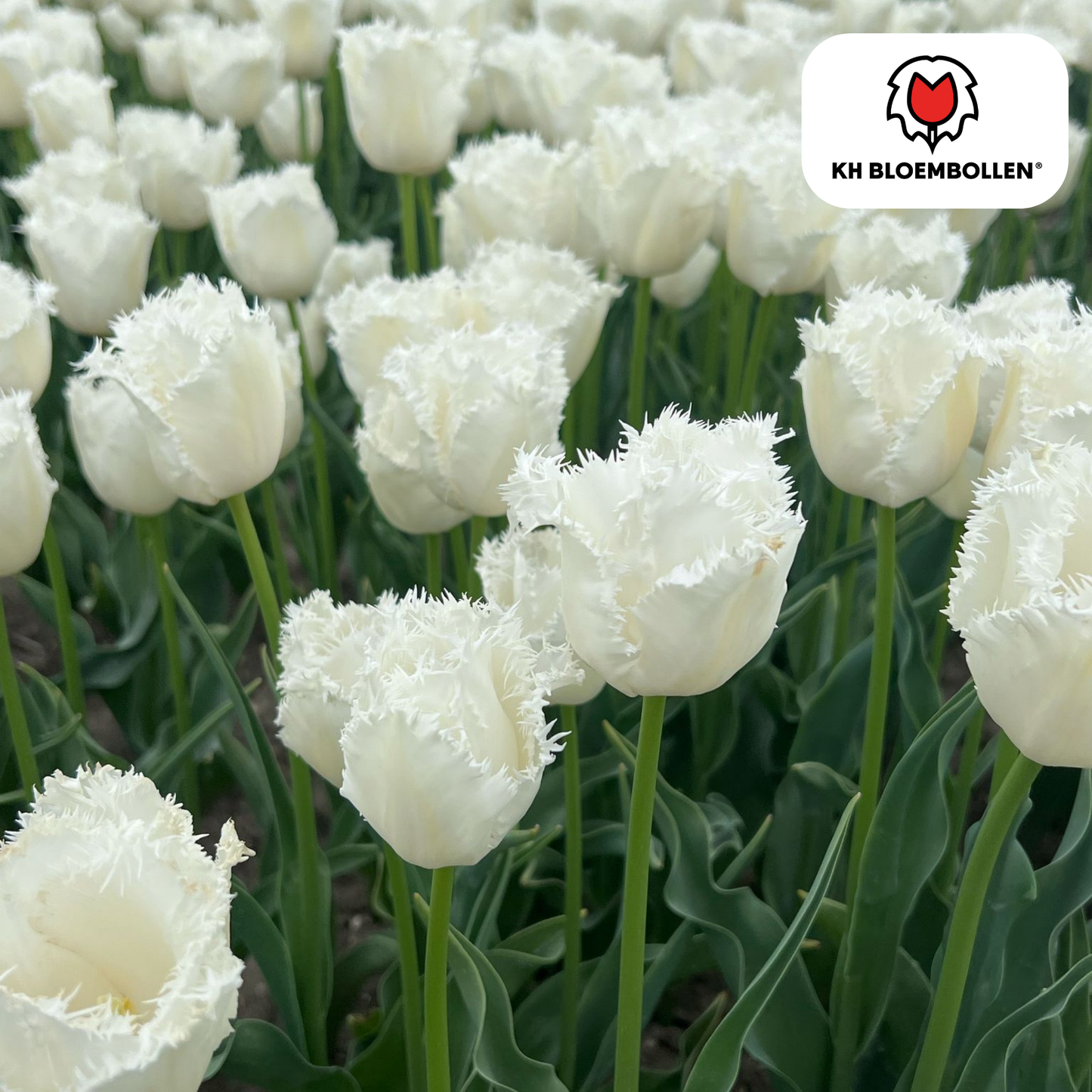 Tulpenzwiebeln Honeymoon – 20 Blumenzwiebeln – Weiße Tulpe mit gezacktem Rand – Elegant & Einzigartig – Für Garten & Topf – Frisch vom Züchter
