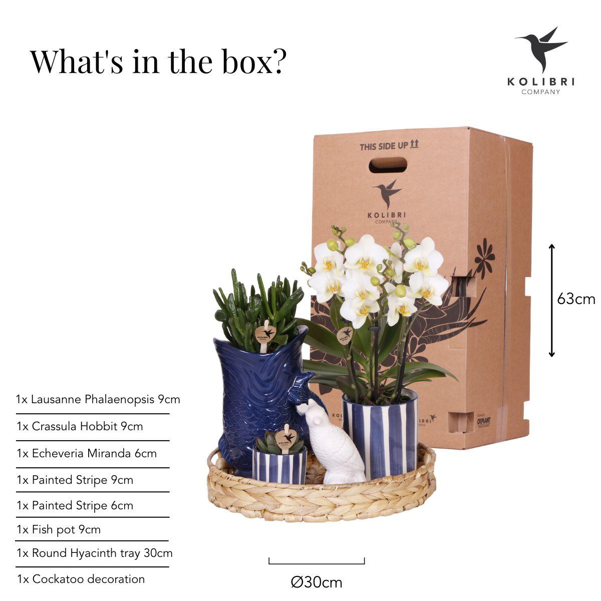Pflanzenset Mediterranean Sunset – Weiße Phalaenopsis Orchidee Lausanne & Sukkulenten – 3 Pflanzen mit Keramik-Ziertöpfen – Inklusive Tablett – Mediterraner Stil