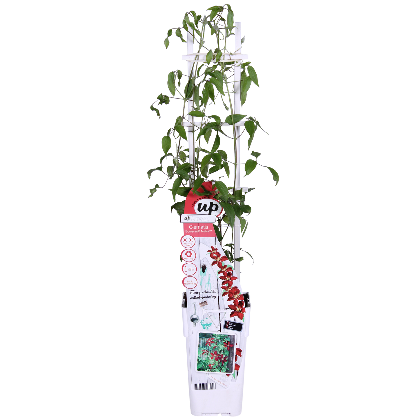 Waldrebe - Clematis Nubia - Clematis Evison Rot - Ø15cm - ↕65cm