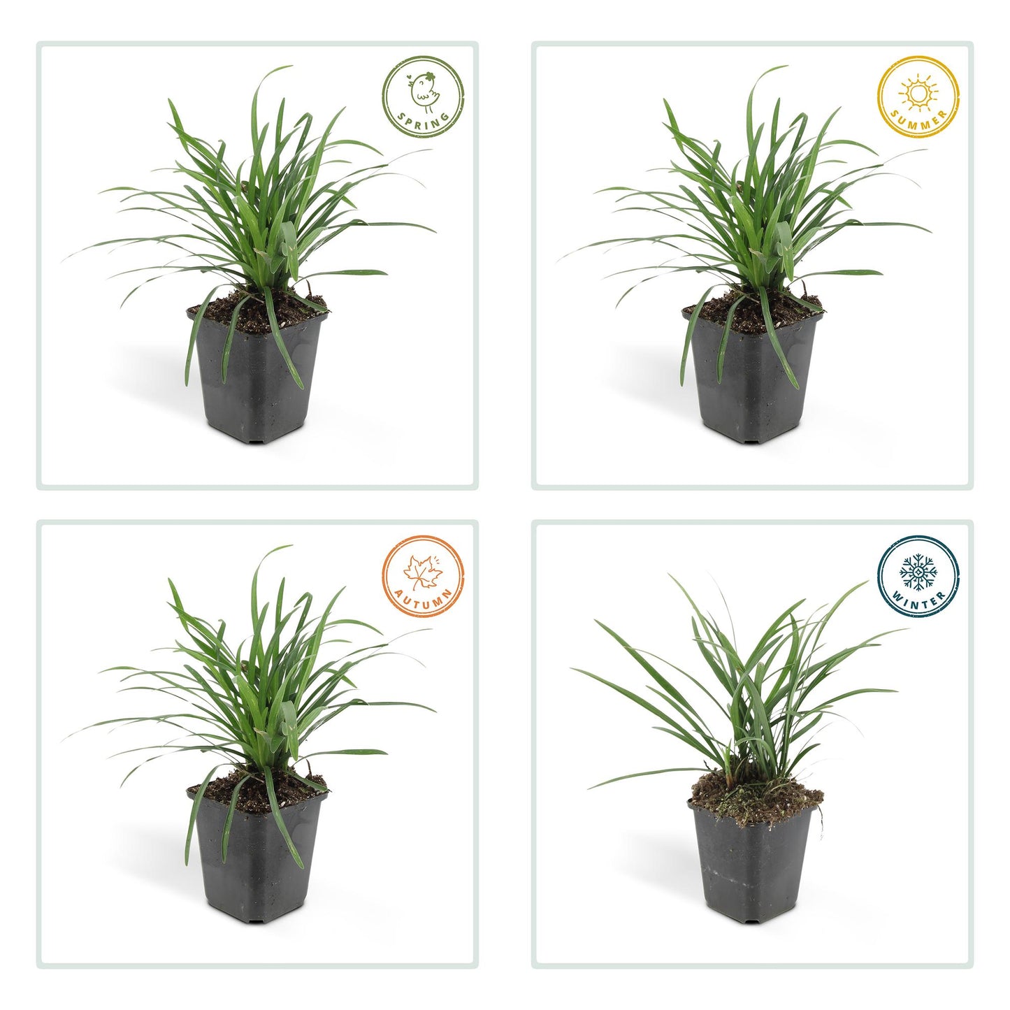 Lilientraube Liriope muscari 'Big Blue' – ↕10-25cm – Ø9cm – 60 Pflanzen – Immergrüner Bodendecker – Lila Blüten ab August – Pflegeleicht & Halbschatten