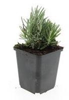 Lavendel Lavandula angustifolia 'Dwarf Blue' – 24 Pflanzen – Kompakter blauer Lavendel – Duftende Blüten & bienenfreundlich – Winterhart & pflegeleicht