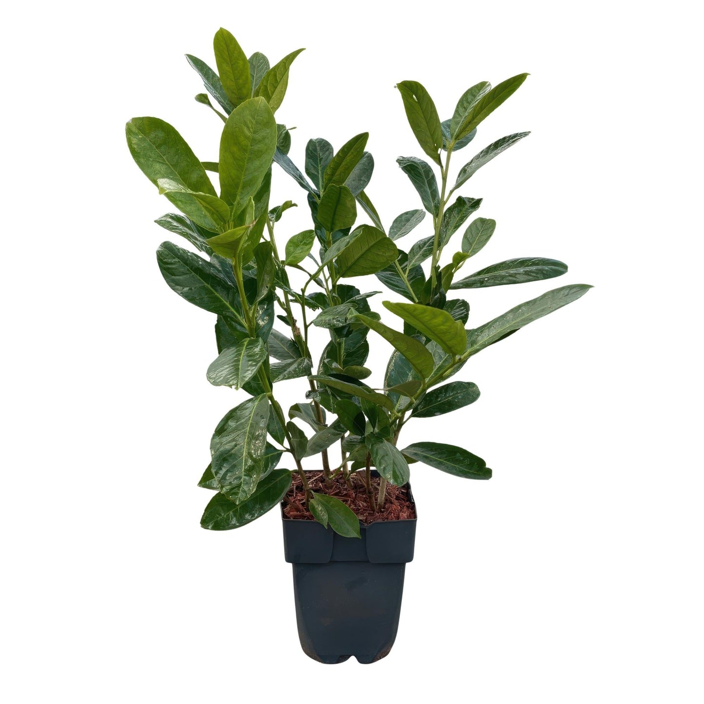 Kirschlorbeer Prunus laurocerasus Rotundifolia – Immergrün – Heckenpflanze – Blatt grün – 6 Pflanzen – 1 laufender Meter – 17 cm Höhe 50 cm