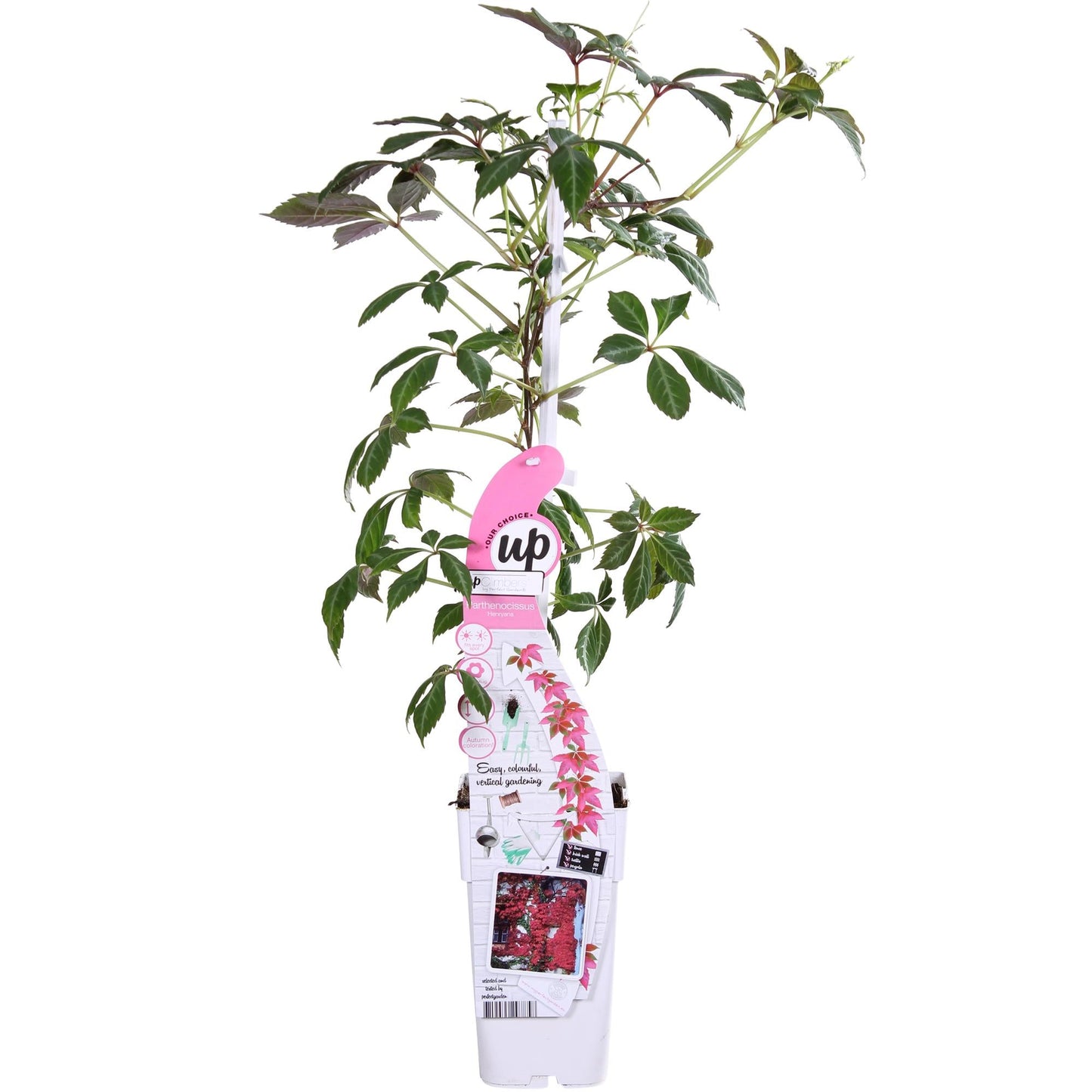 Jungfernrebe – Parthenocissus henryana – Ø15cm – ↕65cm – Farbintensive Kletterpflanze mit roter Herbstfärbung