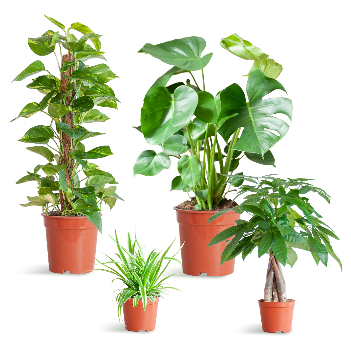 Pflanzenset – 4 pflegeleichte Zimmerpflanzen im Set – inkl. Monstera, Epipremnum, Pachira & Chlorophytum – Topfgrößen 12–21cm – Höhe 25–80cm – Pflanzkasten ohne Deckel