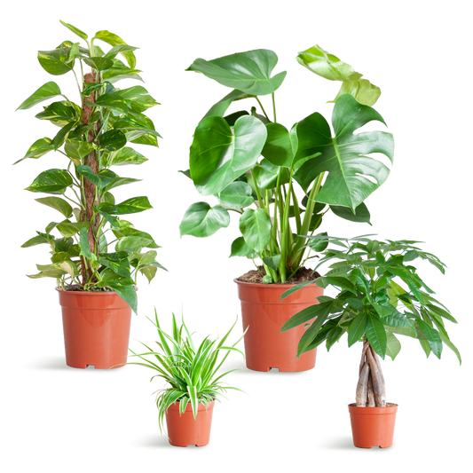 Pflanzenset – 4 pflegeleichte Zimmerpflanzen im Set – inkl. Monstera, Epipremnum, Pachira & Chlorophytum – Topfgrößen 12–21cm – Höhe 25–80cm – Pflanzkasten ohne Deckel
