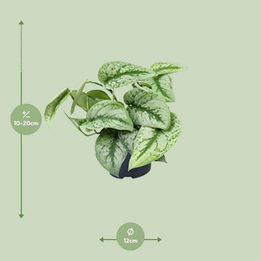 Gefleckte Efeutute – Scindapsus Pictus Trebie – Zimmerpflanze – Ø12cm – 20 cm hoch – pflegeleicht – hängende Ranken – Halbschatten – Indoor-Pflanze