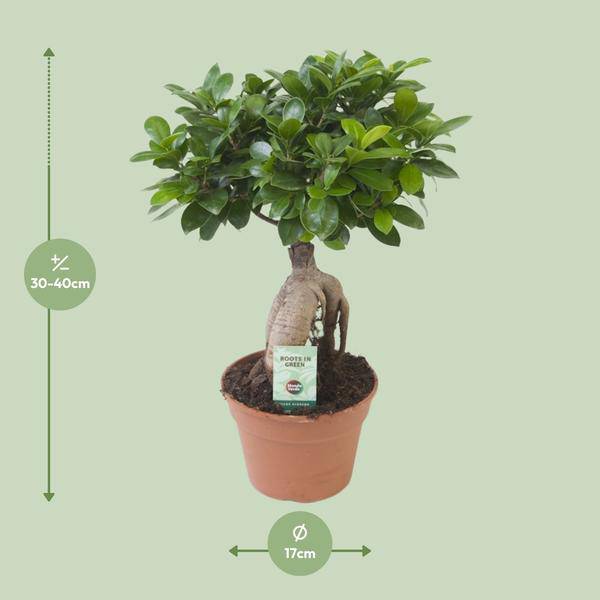 Chinesische Feige - Ficus Ginseng - Zimmerpflanze - Ø17cm - ↕40cm