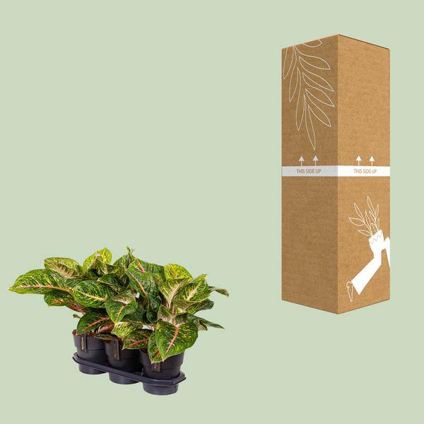 Kolbenfaden - Aglaonema Frühling Rot - Zimmerpflanze - Ø19cm - ↕60cm