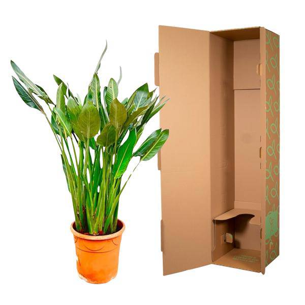 Strelitzia Reginae - Paradiesvogelblume - Zimmerpflanze - 160cm - ⌀30cm