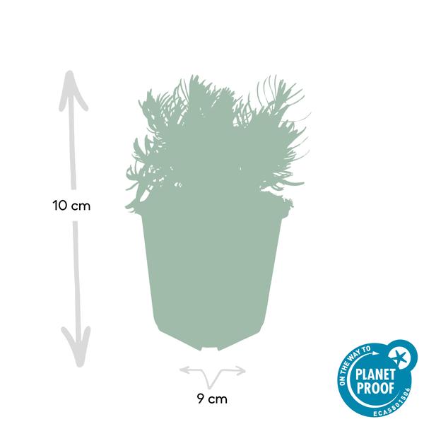 Lavendel – Lavandula angustifolia 'Hidcote' – Zierpflanze – Ø9 cm – 12 Pflanzen – blühfreudig & pflegeleicht – Sommerblüte