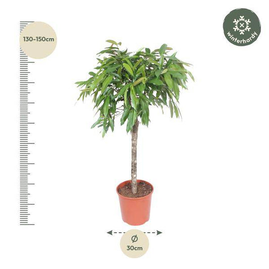 Schmalblättriger Gummibaum – Ficus binnendijkii Amstel King – 140cm – Ø30cm – Zimmerpflanze mit geflochtenem Stamm – Elegante Grünpflanze für Wohnzimmer & Büro