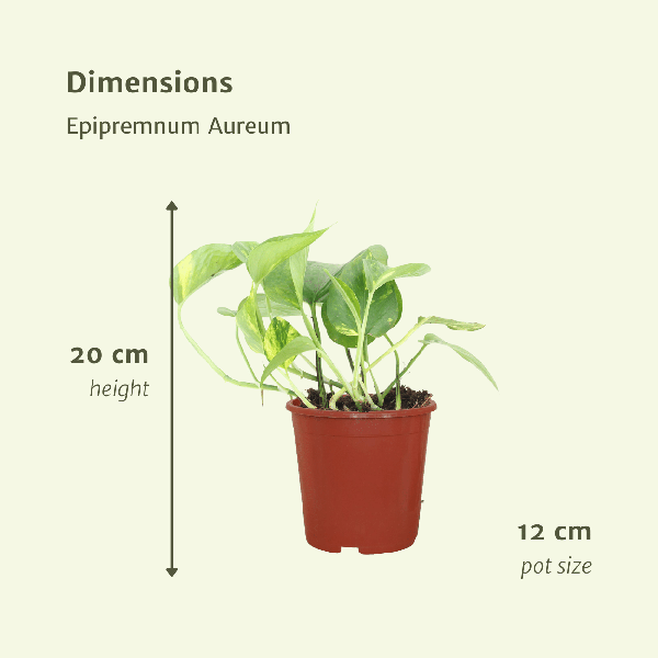 Efeutute - Epipremnum Aureum Scindapsus - Zimmerpflanze - 20cm - ø12cm - 2 Stück